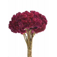 CELOSIA Merlot 16"-OUT OF STOCK